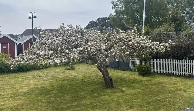 Stor enebolig på stor tomt, to uthus ved Strandveien - Skjærhalden sentrum - Kirkeøy, Hvaler — bilde 20